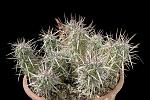 Echinocereus Brandegeii D. 22 € 68.00